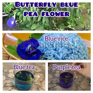 blue pea flower, clitoria ternatea, blue tea, purple tea, antioxidant rich foods
