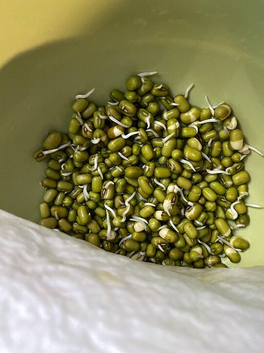 germination advantages and disadvantages, sprouting pros and cons, mung beans, moong beans